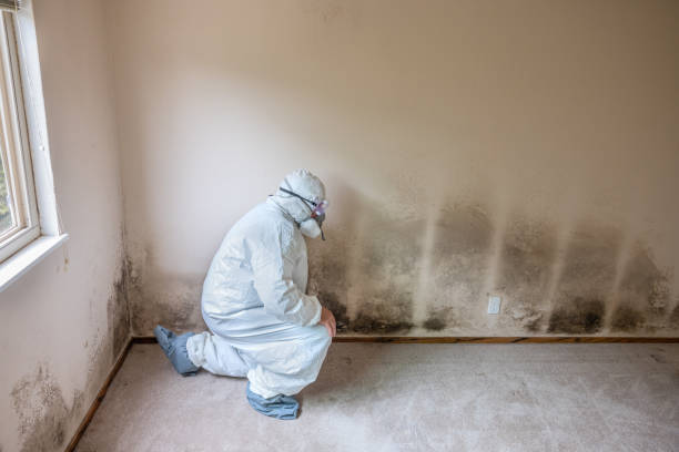 Downey, CA Mold Inspection, Removal & Remediation Company